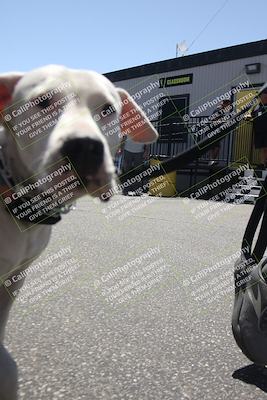 media/Apr-26-2025-BRL Bagger Racing League (Sat) [[9e270f465f]]/6-Liquid and Air Cooled Twins Race/